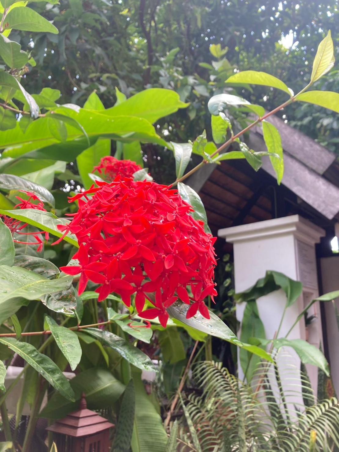 Wiriya House Hostel Chiang Mai Exterior photo